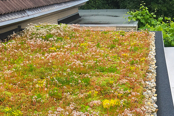 All-In-One  Green Roof System