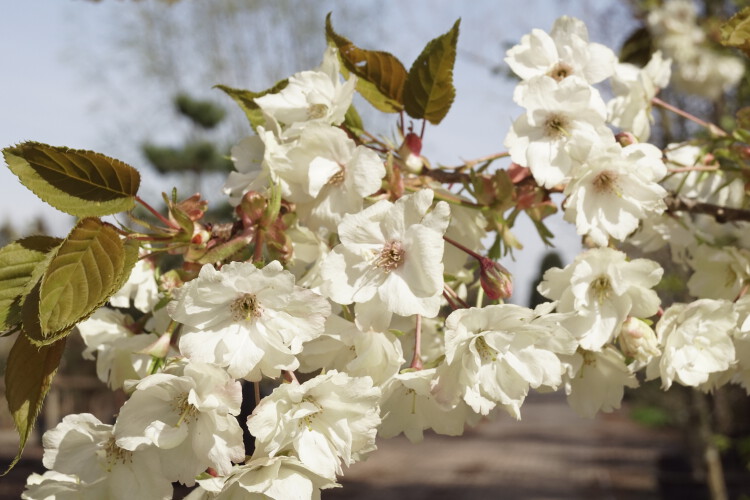 Japanische Blütenkirsche