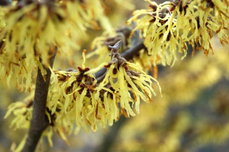 Bild Grossblütige Zaubernuss  - Hamamelis int. 'Arnold Promise'