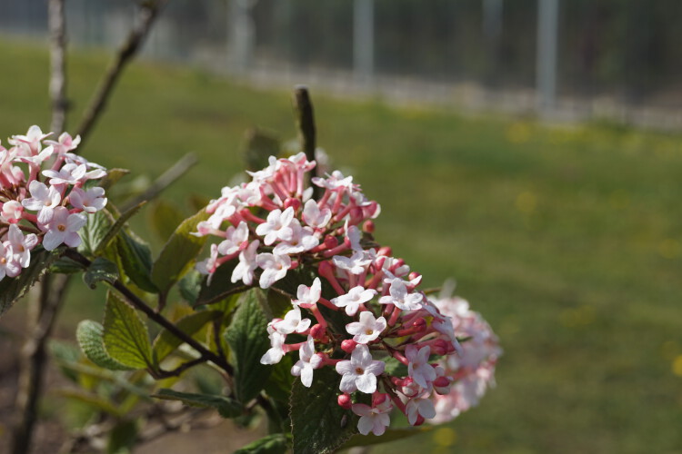 Duftender Schneeball Viburnum carlesii Juddii 100125cm das perfekte Grün