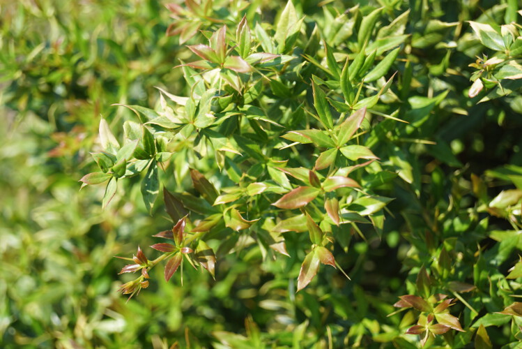Lanzenberberitze Berberis h.g. Chenaultii 80100 cm das perfekte