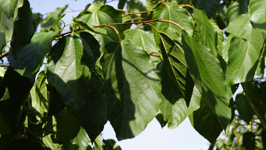 Japanische Rosinenbaum