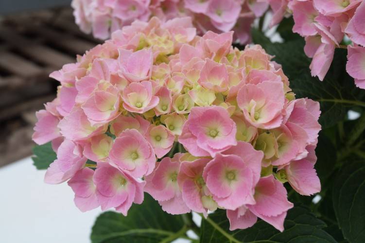 Ball-Hortensie