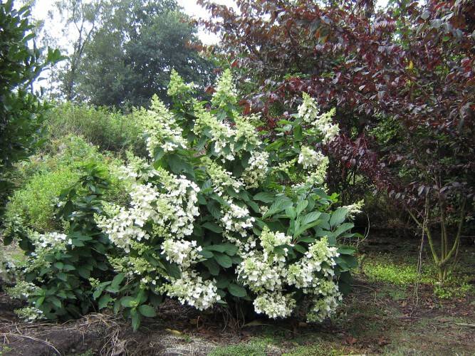Bild Rispen-Hortensie  - Hydrangea paniculata