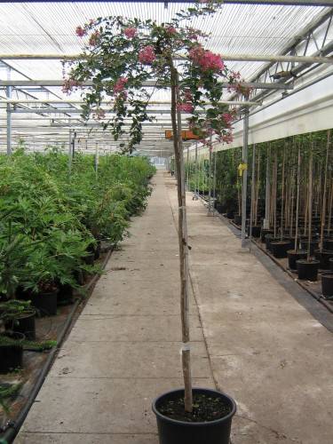 Bild Chinesische Kräuselmyrte  - Lagerstroemia indica 'Petite Red'