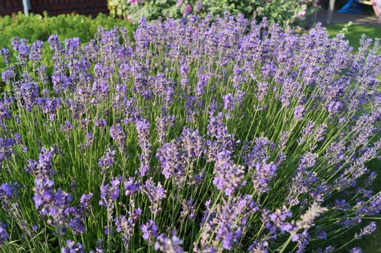 Bild Lavendel - Lavandula ang. 'Hidcote'