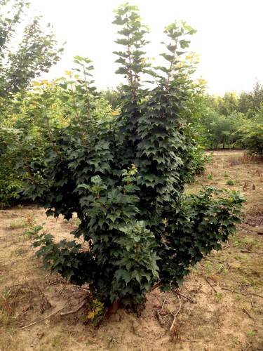 Bild Shantung-Ahorn - Acer pictum