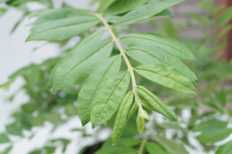 Bild Buschiger Liguster - Ligustrum obtusifolium regelianum