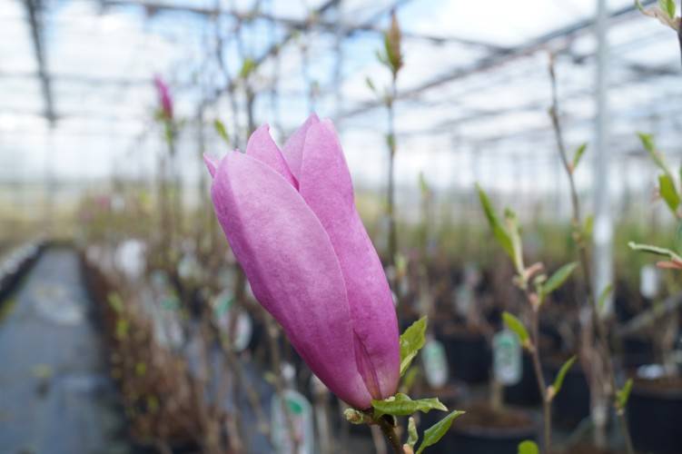 Bild Purpurmagnolie  - Magnolia 'Betty'