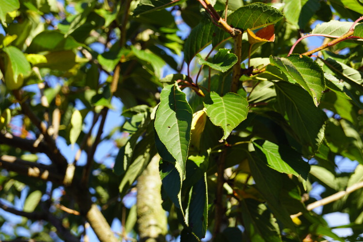 Japanische Blütenkirsche