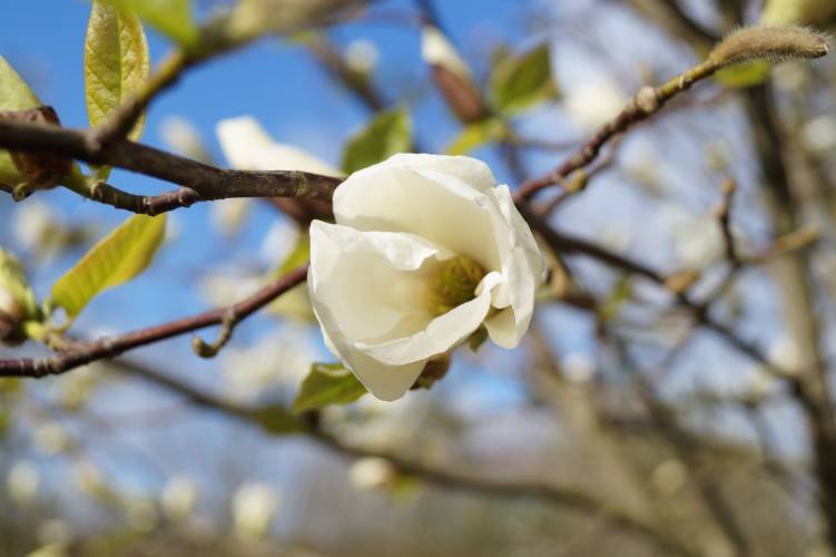 Japanische Magnolie