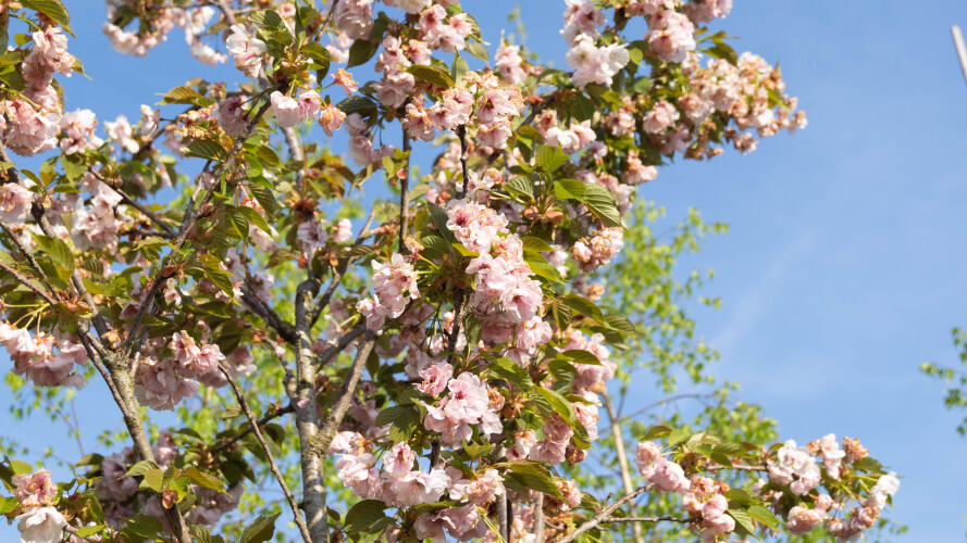 Bild Japanische Blütenkirsche  - Prunus serrulata 'Hokusai'
