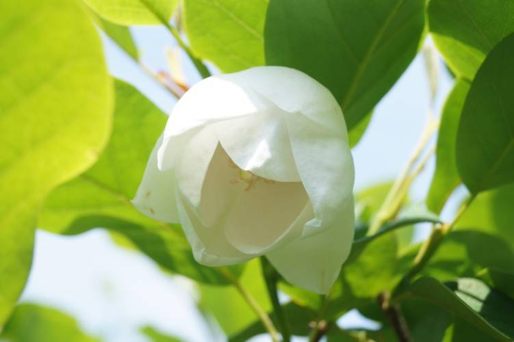 Sommer-Magnolie