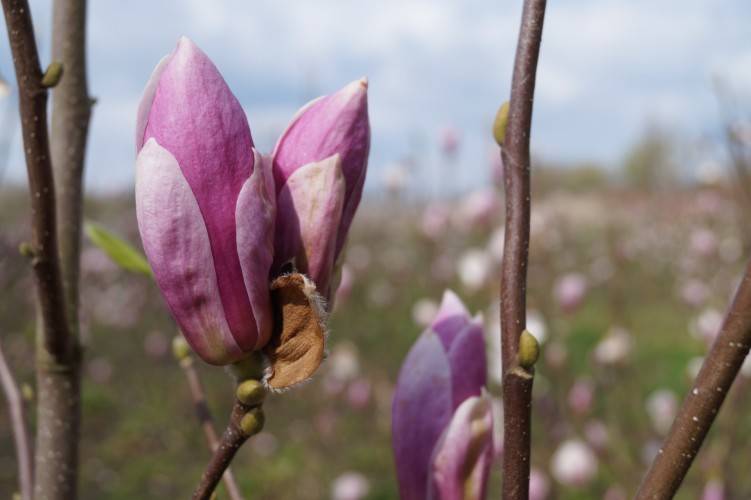 Tulpenmagnolie