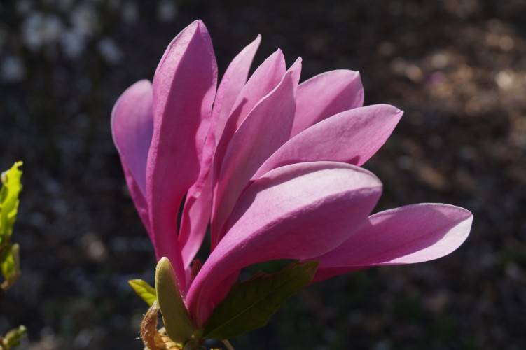Purpur-Magnolie