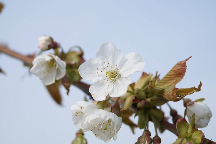 Bild Süss-Kirsche - Prunus a. 'Kordia' - laagstam