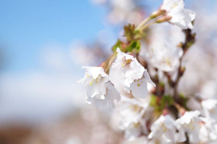 Bild Geschlitzte Kirsche  - Prunus incisa 'Oshidori'