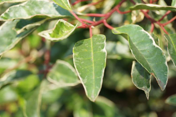 Bild Portugiesischer Kirschlorbeer - Prunus lusitanica 'Variegata'