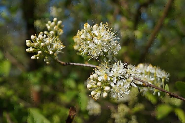Bild Amur-Kirsche  - Prunus maackii 'Amber Beauty'