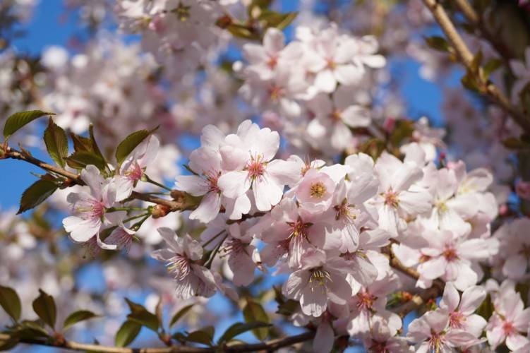 Bild Frühlingskirsche  - Prunus 'Pandora'