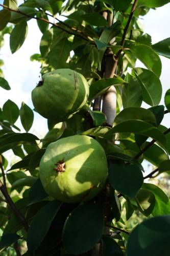 Bild Chinesische Quitte  - Pseudocydonia sinensis