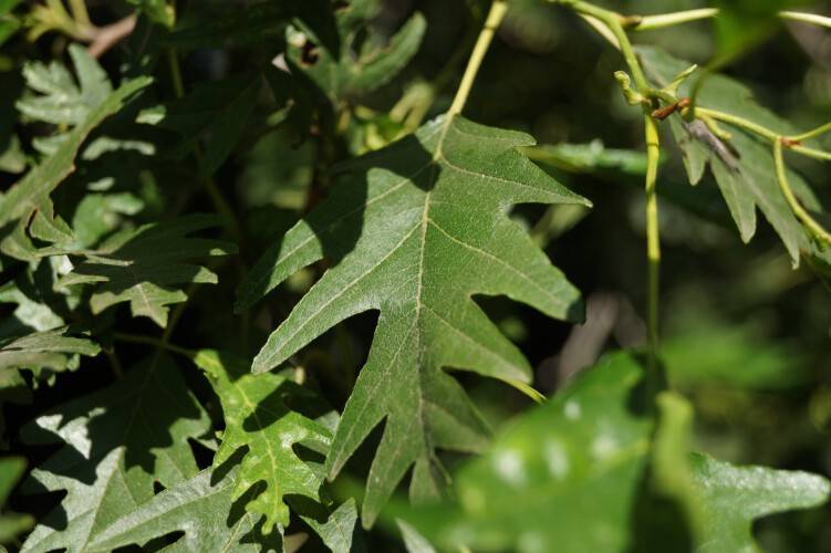 Bild Grau-Erle  - Alnus incana 'Laciniata'