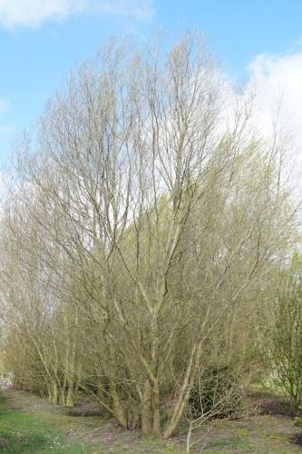 Silber-Weide