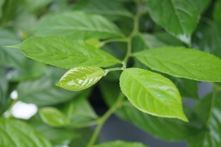 Bild Jacks-Baum  - Sinojackia xylocarpa