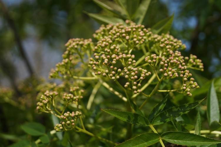 Bild Vogelbeere - Sorbus wilfordii