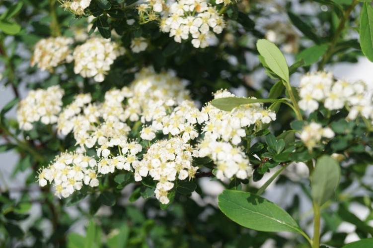 Bild Brautspiere  - Spiraea arguta
