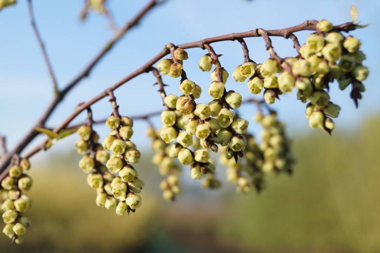 Bild Perlschweife  - Stachyurus himalaicus