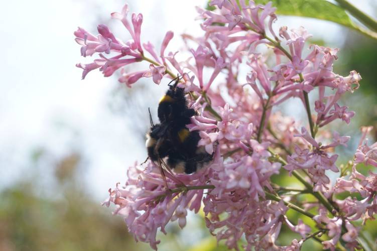 Bild Flieder  - Syringa (V) 'James Macfarlane'