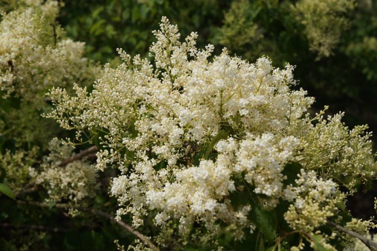 Bild Peking-Flieder  - Syringa pekinensis 'China Snow'