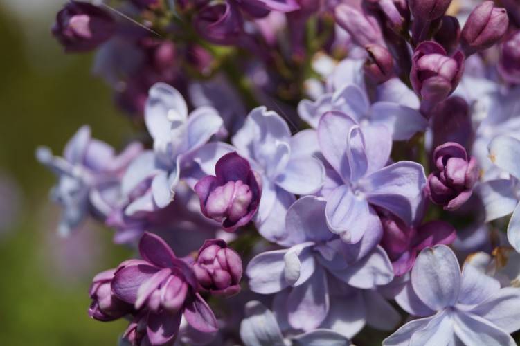 Bild Gemeiner Flieder - Syringa vulgaris 'Nadezhda'