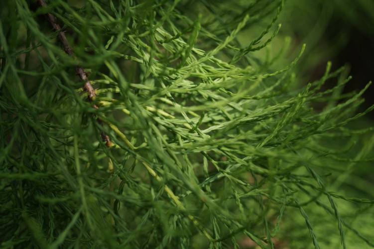 Bild Echte Sumpf-Zypresse - Taxodium dist. 'Nutans'