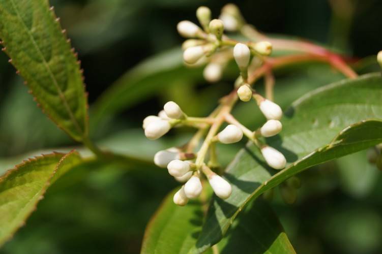 Bild Wintergrüner Schneeball  - Viburnum hillieri 'Winton'
