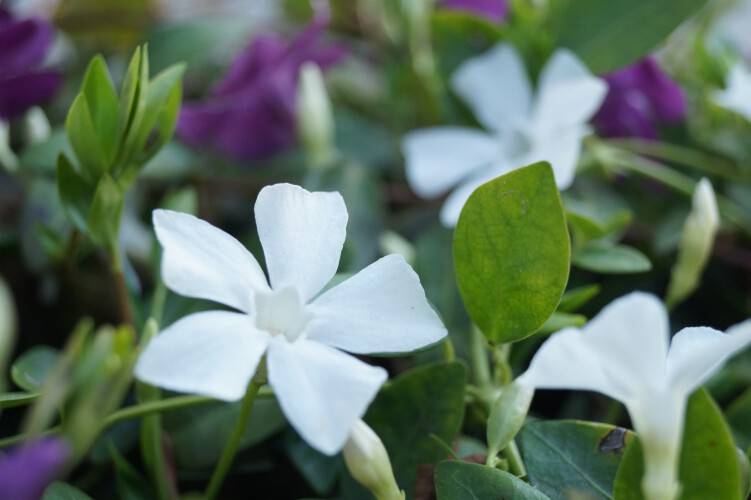 Bild Weißes kleinblättriges Immergrün - Vinca minor 'Alba'