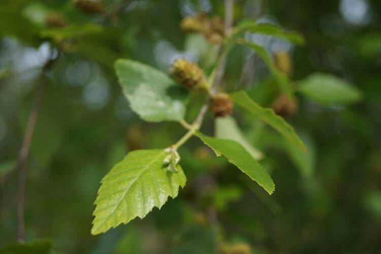 Bild Schwarz-Birke  - Betula nigra