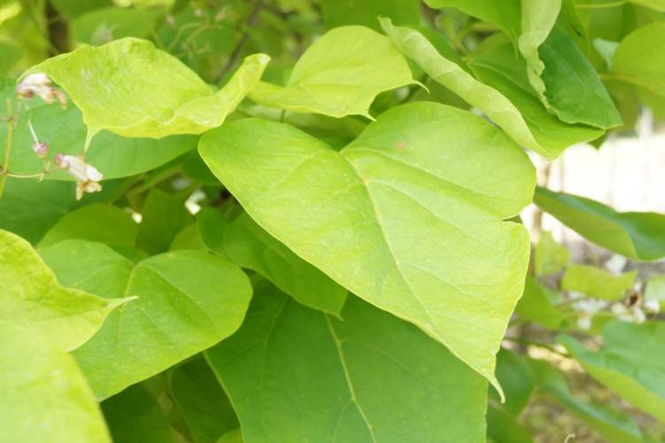 Bild Gold-Trompetenbaum  - Catalpa bignonioides 'Aurea'