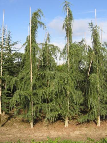 Bild Himalaja-Zeder - Cedrus deodara 'Pendula'
