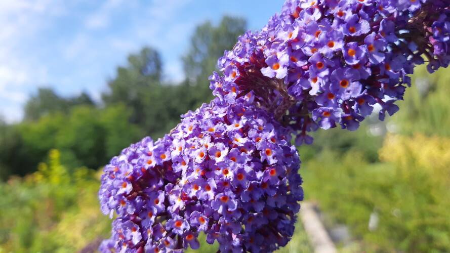 Wechselblättriger Sommerflieder