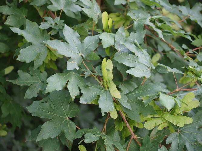 Bild Feld-Ahorn  - Acer campestre