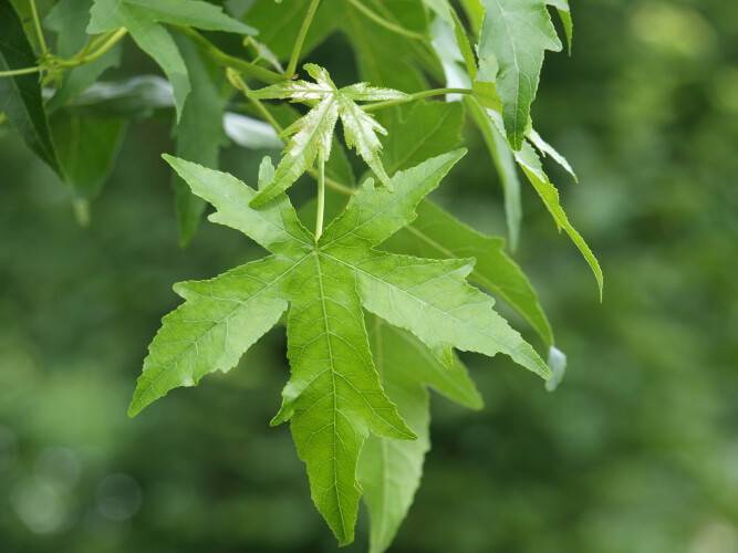 Amerikanischer Amberbaum