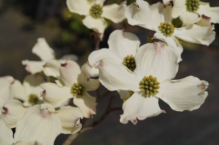 Bild Amerikanischer Blumen-Hartriegel - Cornus fl. 'Rainbow'