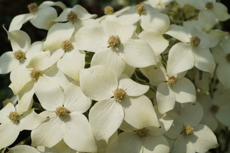 Bild Japanischer Blumen-Hartriegel - Cornus kousa 'Samzam'