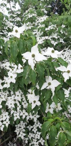 Chinesischer Blumen-Hartriegel