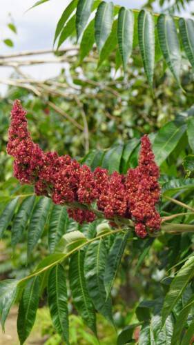 Bild Essigbaum  - Rhus typhina