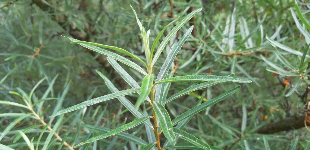 Hippophae rhamnoides Hergo 200250 cm das perfekte Grün