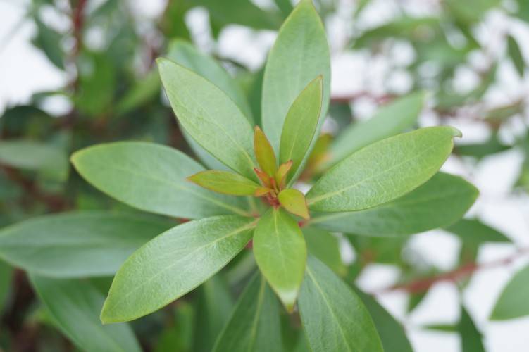 Bild Tasmanischer Bergpfeffer - Drimys lanceolata