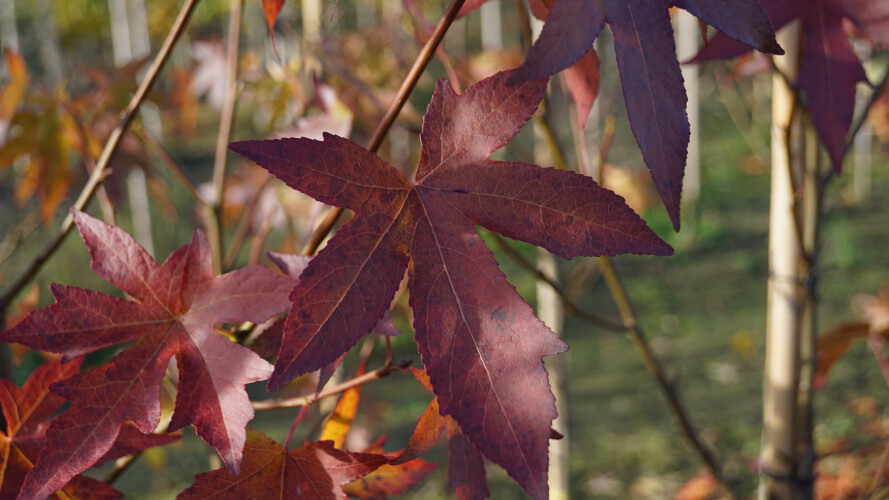 Amerikanischer Amberbaum
